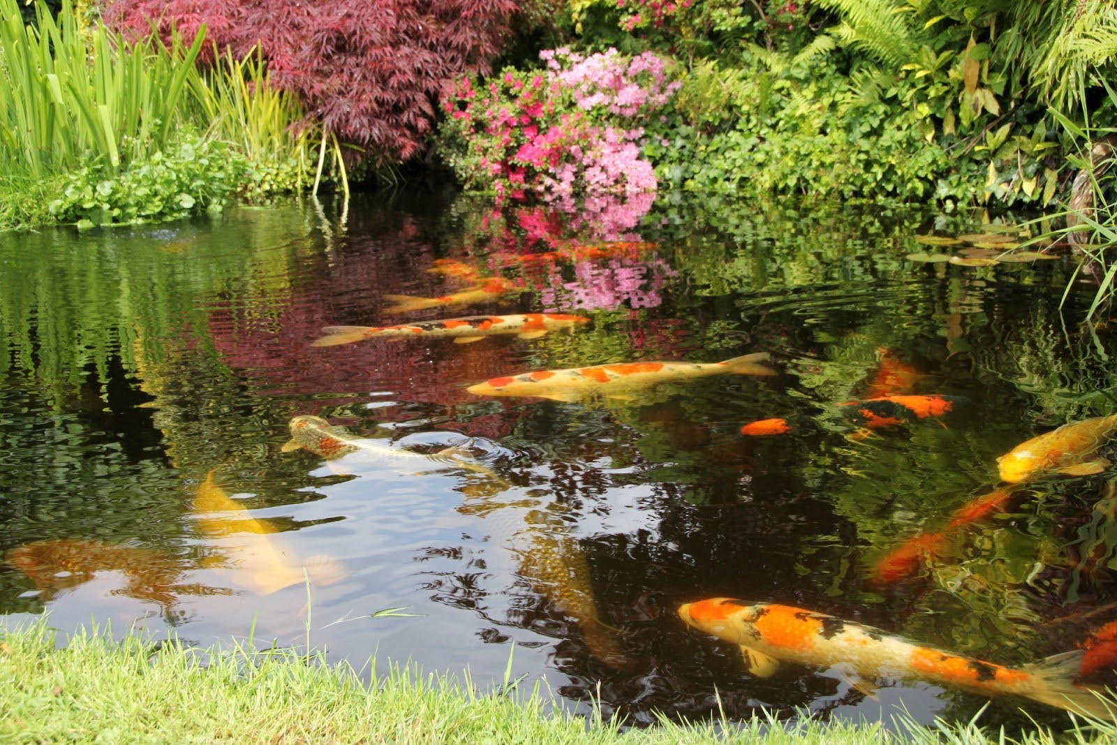 Fish Pond