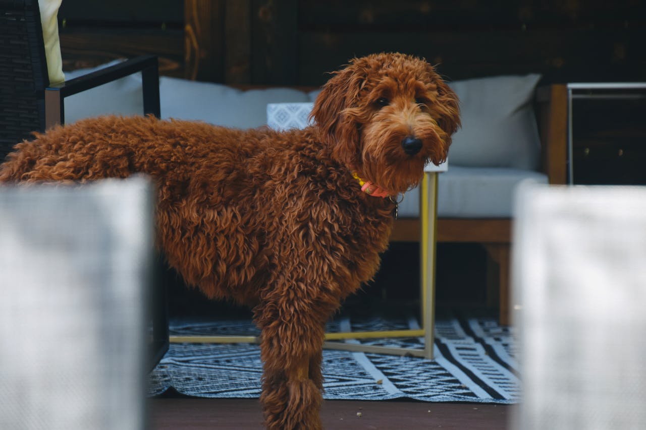 Why Mini Goldendoodles Thrive in the Sunshine State