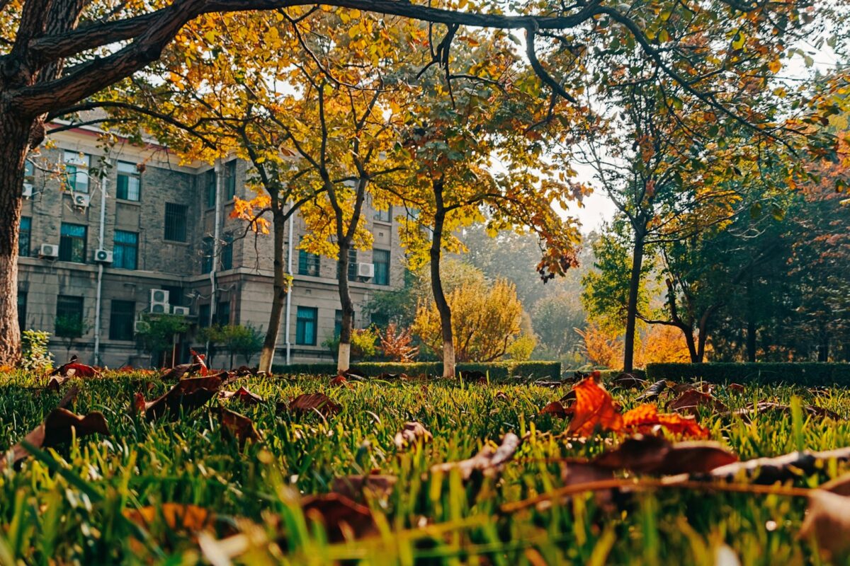 Essential Fall Yard Cleanup Tips for a Healthier Garden