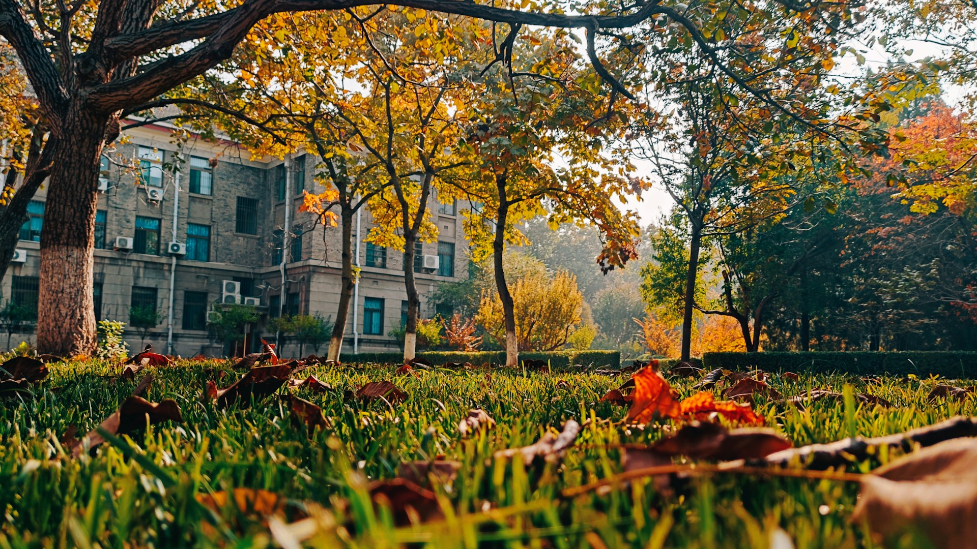 Essential Fall Yard Cleanup Tips for a Healthier Garden