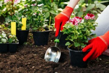 Garden Care Tools and Products