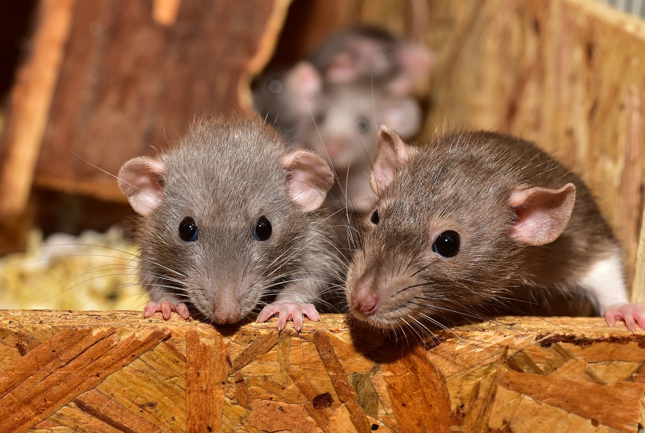 Living in a Rat Infested Apartment: What You Can Do About It