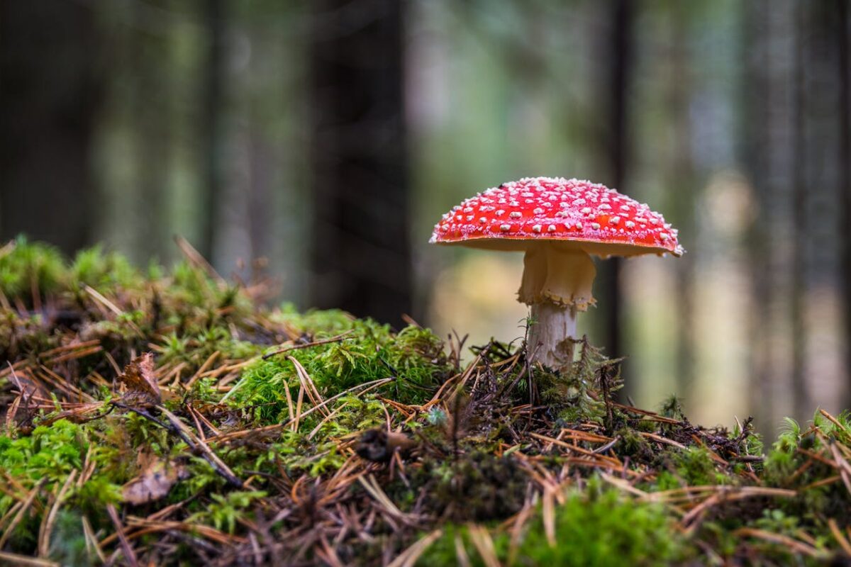 Amanita Muscaria Microdosing: What it is and How it works