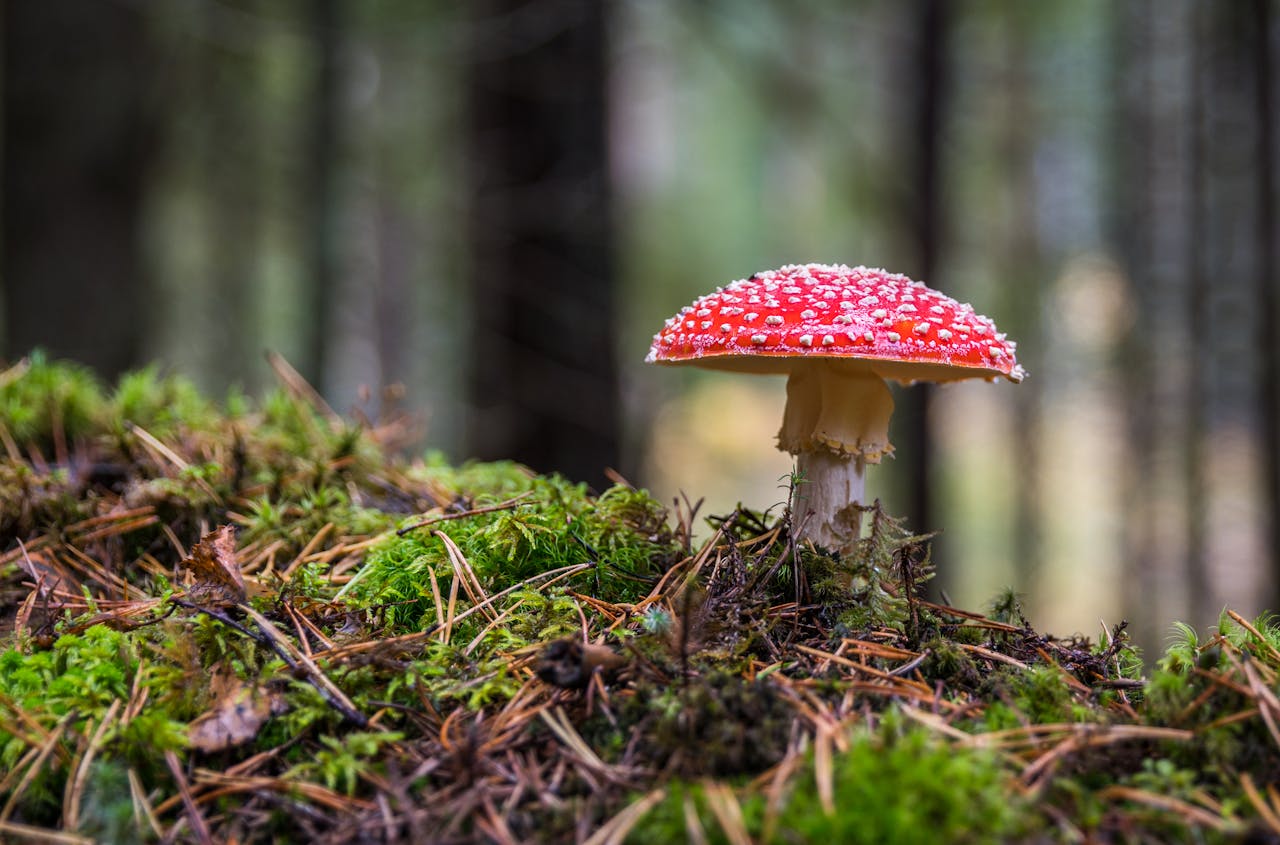 Amanita Muscaria Microdosing: What it is and How it works