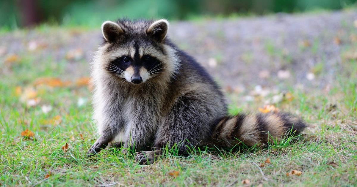 Role of Raccoons in Nature: Essential Contributors to Ecosystem Balance