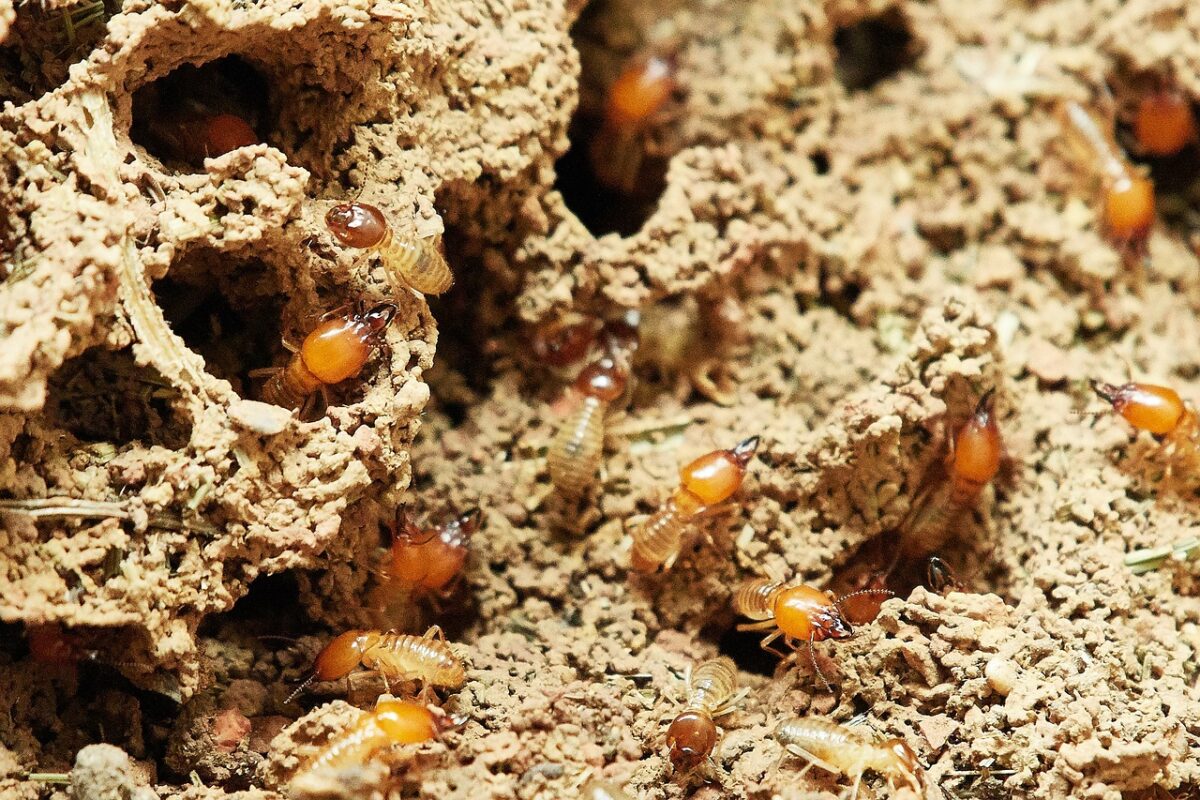 Termite Control Myths vs. Facts: Debunking Common Misconceptions in Charlotte, NC