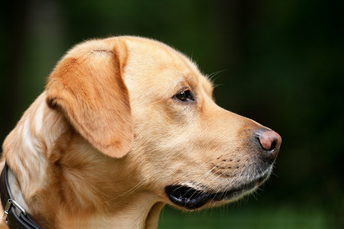 Do shock collars work on dogs with long hair?