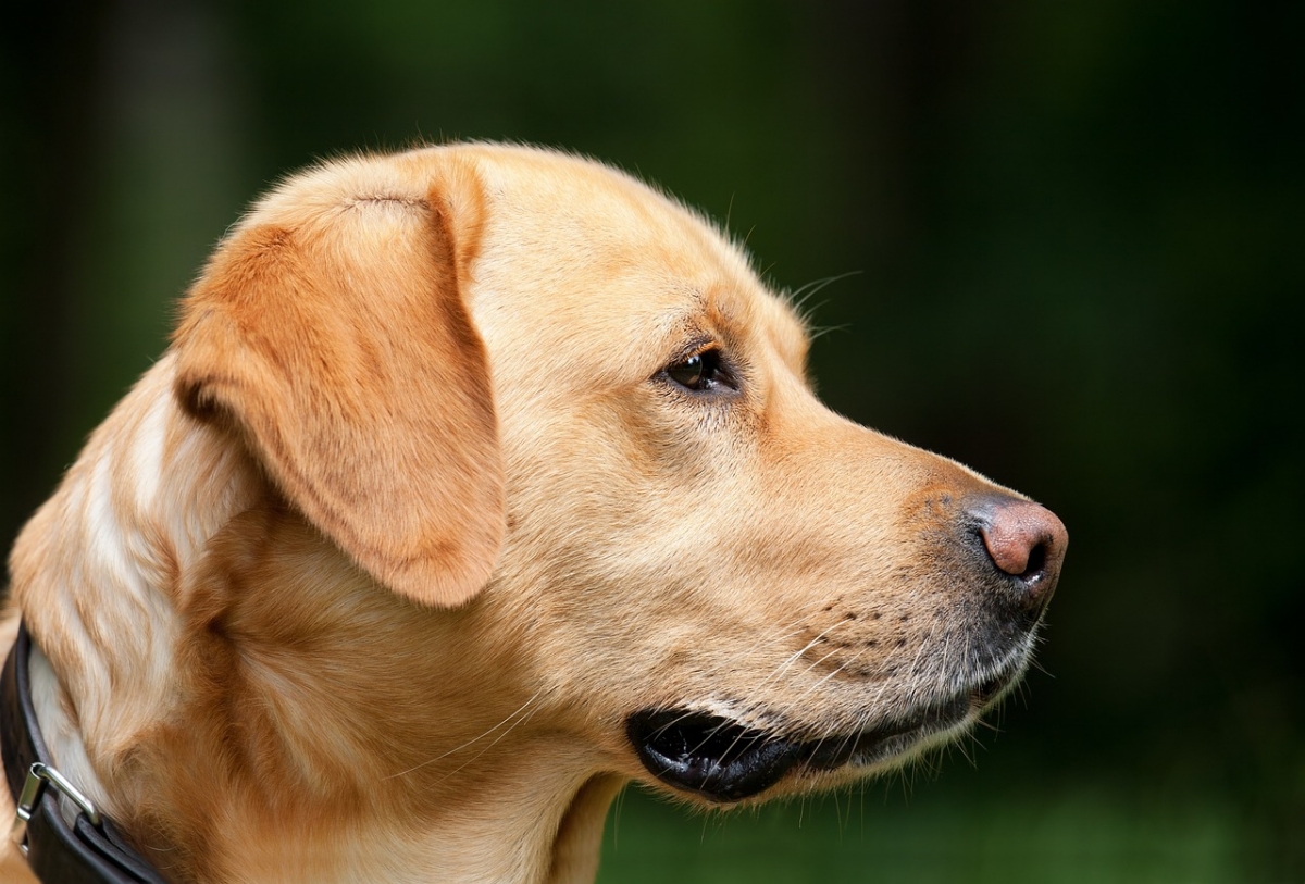 Do shock collars work on dogs with long hair?