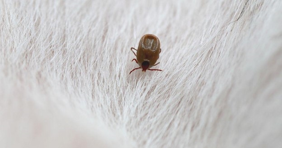 Pest Control Mistakes Homeowners Make: Common Errors and Solutions