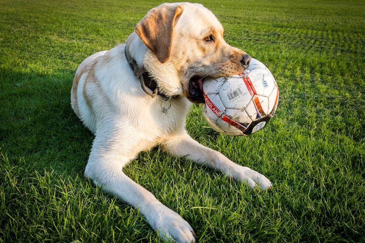 Service Dog Companions: English Labradors Transforming Lives