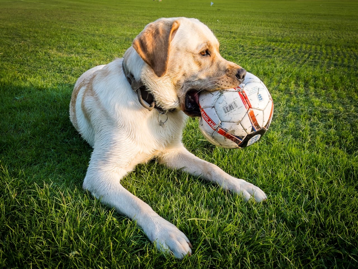 Service Dog Companions: English Labradors Transforming Lives